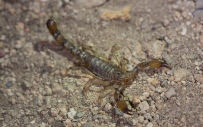 “Escorpión Mistral”, la especie descubierta en la Región de Coquimbo y bautizada en honor a la Premio Nobel