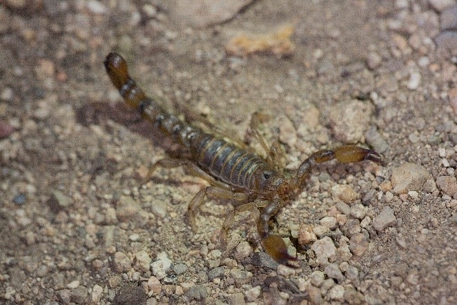 “Escorpión Mistral”, la especie descubierta en la Región de Coquimbo y bautizada en honor a la Premio Nobel