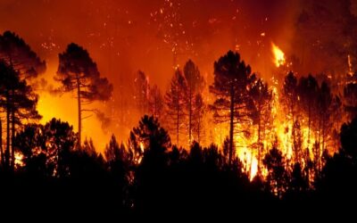 Emergencia ecológica en el Bío Bío: Incendios forestales arrasan bosques y amenazan flora y fauna